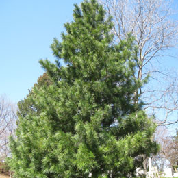 Pinus koraiensis